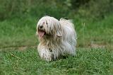 TERRIER DU TIBET 258